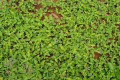 Synedrella nodiflora